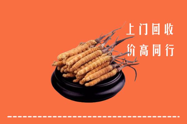 附近收购：丹东冬虫夏草回收多少钱每克